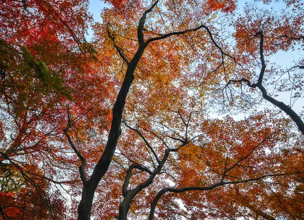 Herbstgarten in tokyo, japan — Stockfoto