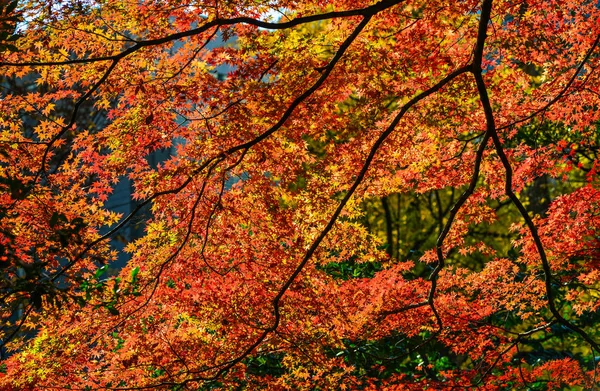 Hösten trädgård i Tokyo, Japan — Stockfoto