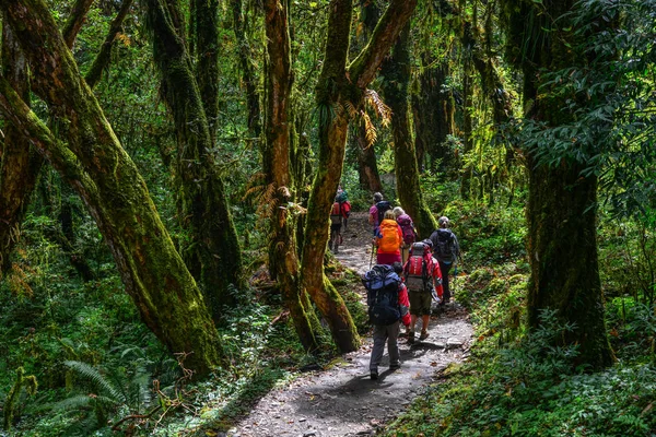 Personer vandring i en skog — Stockfoto