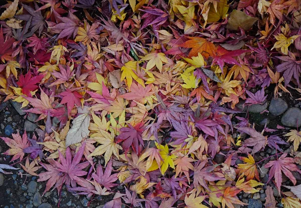 Jardim de outono em Tóquio, Japão — Fotografia de Stock