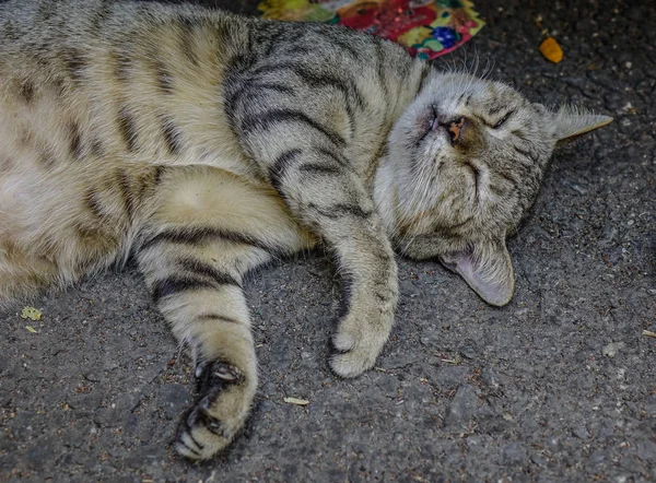 Un gato perezoso durmiendo en la carretera — Foto de Stock