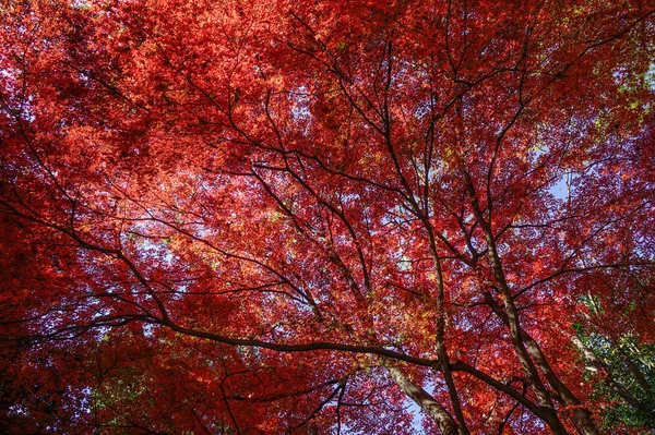 Autumn garden in Tokyo, Japan — Stock Photo, Image