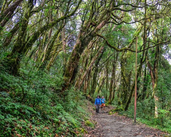 Mensen wandelen in een bos — Stockfoto