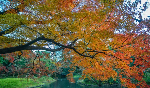 Jardim de outono em Tóquio, Japão — Fotografia de Stock