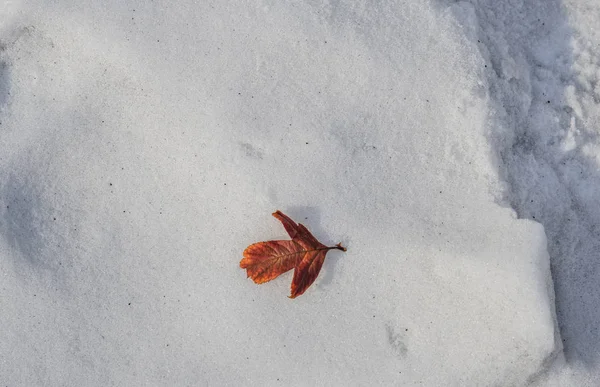 Petite feuille brune sur neige d'hiver — Photo