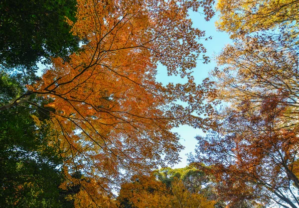 Herbstgarten in tokyo, japan — Stockfoto