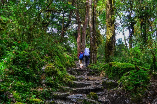 Mensen wandelen in een bos — Stockfoto