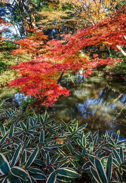 Φθινόπωρο στον κήπο, στο Τόκιο, Ιαπωνία — Φωτογραφία Αρχείου