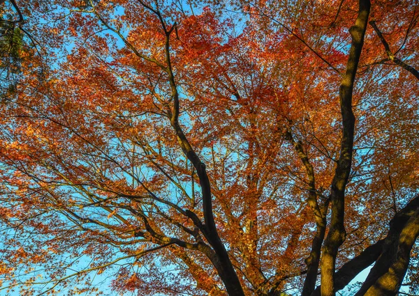 Herfst tuin in Tokio, Japan — Stockfoto