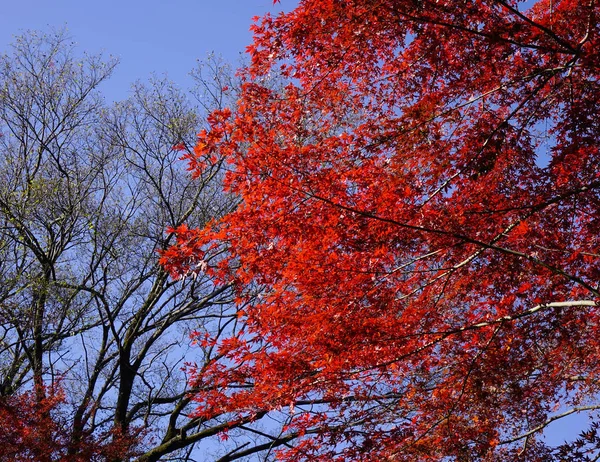 Herbstgarten in tokyo, japan — Stockfoto