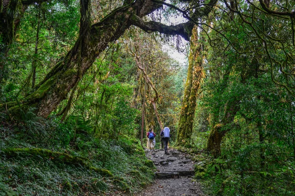 Mensen wandelen in een bos — Stockfoto