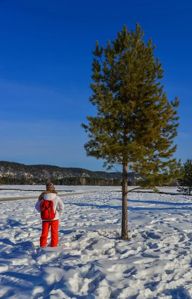 Árbol solitario en invierno — Foto de Stock
