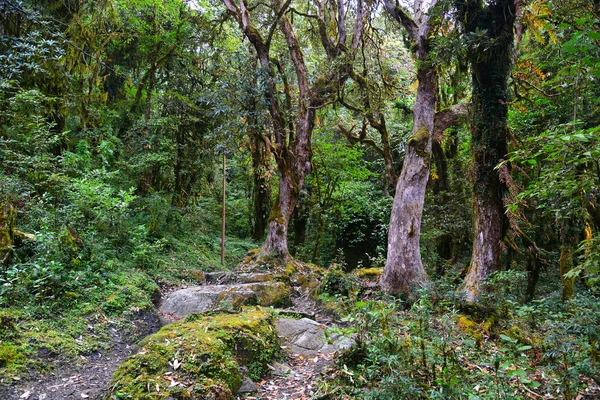 緑の夏の森ハイキング コース — ストック写真