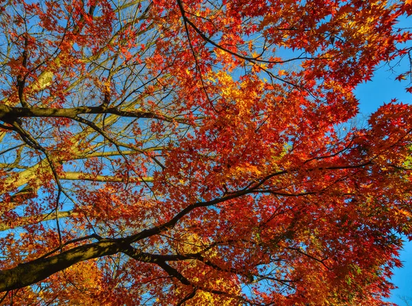 Autumn garden in Tokyo, Japan — Stock Photo, Image