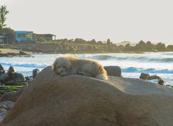 Perro acostado en la roca con vista al mar — Foto de Stock