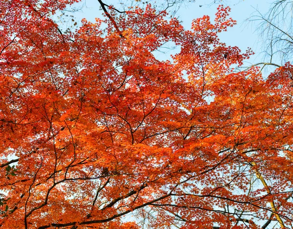 Jardín de otoño en Tokio, Japón — Foto de Stock