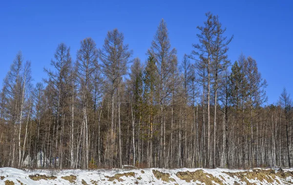 冬の松林 — ストック写真