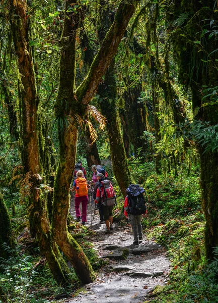 Personer vandring i en skog — Stockfoto