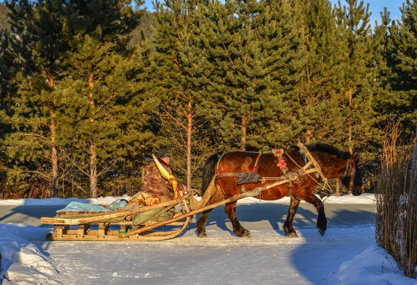 Cavallo su strada innevata — Foto Stock