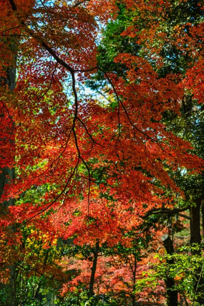 Jardín de otoño en Tokio, Japón — Foto de Stock