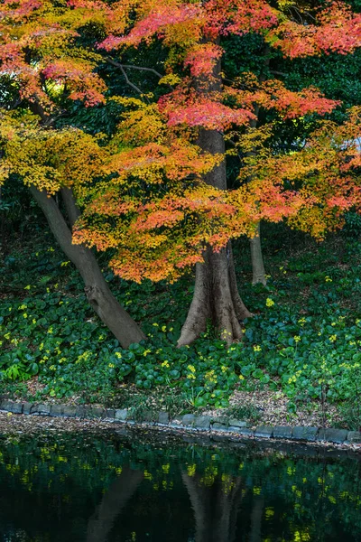 Осінній саду в Токіо, Японія — стокове фото