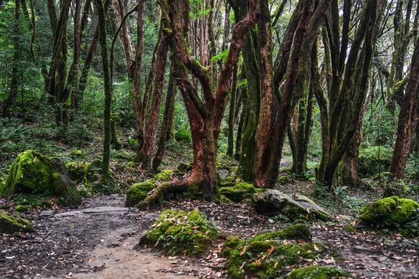 Turistická stezka v lese zelené letní — Stock fotografie