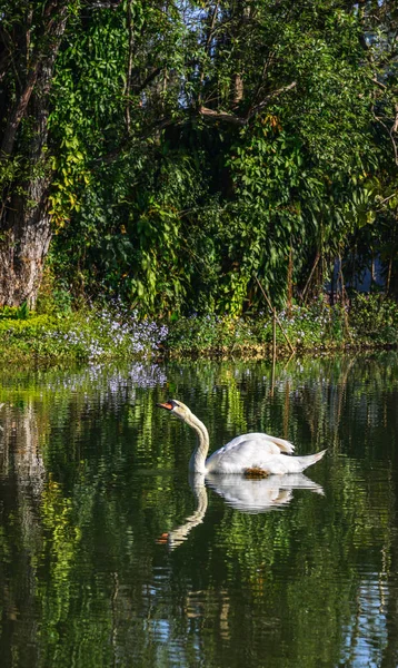 Дикий белый лебедь на озере в ботаническом саду — стоковое фото