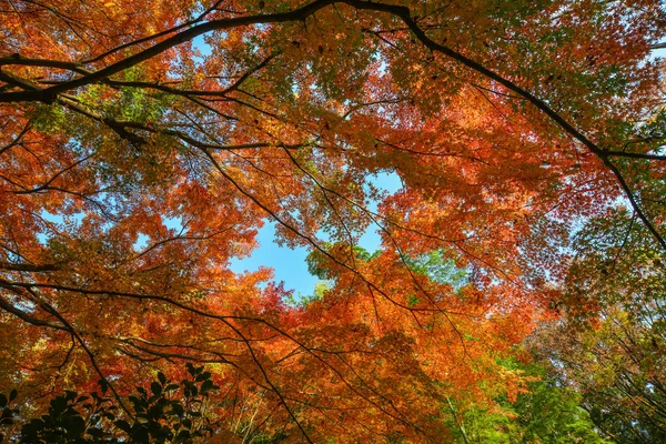 Podzimní zahrada v Tokiu, Japonsko — Stock fotografie