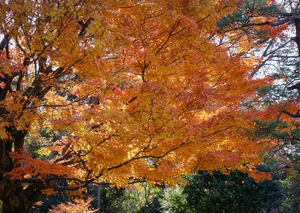 Jardín de otoño en Tokio, Japón — Foto de Stock