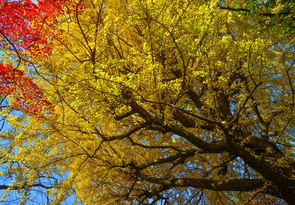 Podzimní zahrada v Tokiu, Japonsko — Stock fotografie