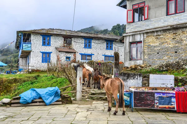 Mules na aldeia de montanha no caminho do acampamento base — Fotografia de Stock