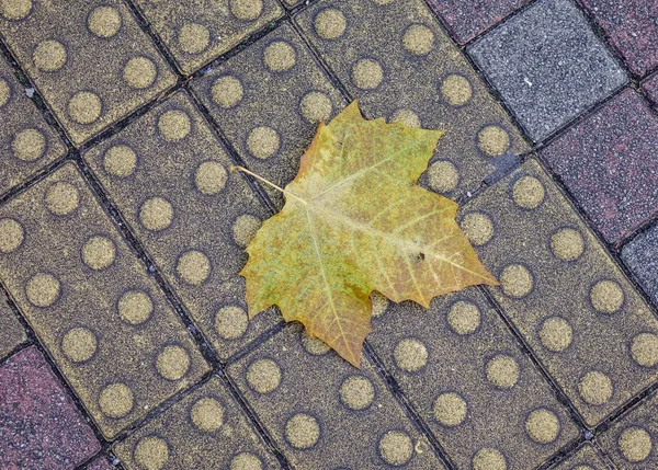 El otoño sale a la carretera en el parque de la ciudad —  Fotos de Stock