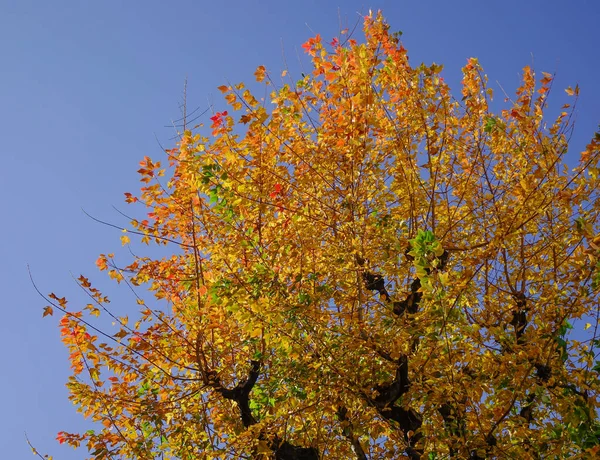 Jardín de otoño en Tokio, Japón — Foto de Stock