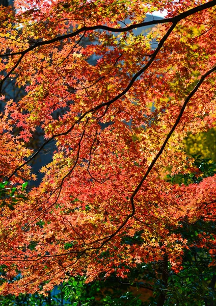 Jesienny ogród w Tokyo, Japonia — Zdjęcie stockowe