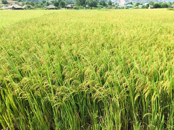 Belle terrasse rizières — Photo