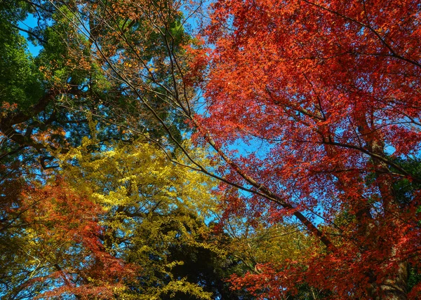 Podzimní zahrada v Tokiu, Japonsko — Stock fotografie