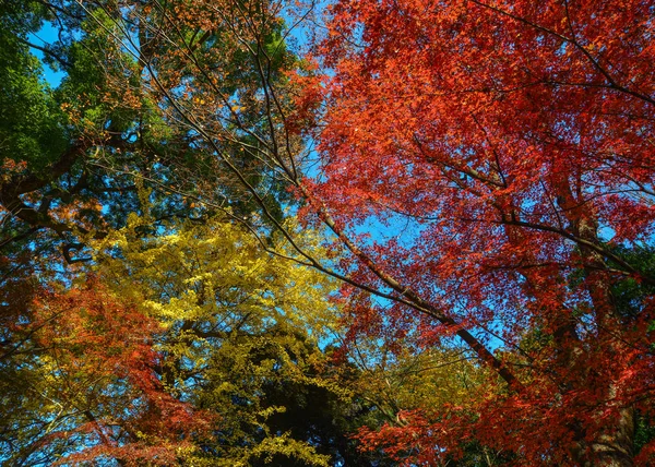 Jardín de otoño en Tokio, Japón — Foto de Stock