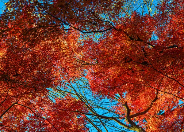 Jesienny ogród w Tokyo, Japonia — Zdjęcie stockowe