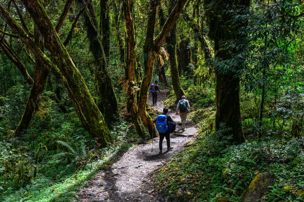 Lidé trekking v lese — Stock fotografie