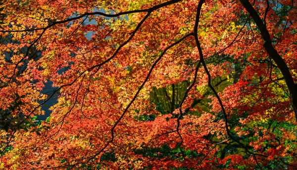 Jesienny ogród w Tokyo, Japonia — Zdjęcie stockowe