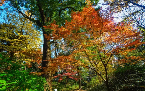 Herbstgarten in tokyo, japan — Stockfoto