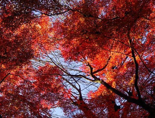 東京都の秋の庭 — ストック写真