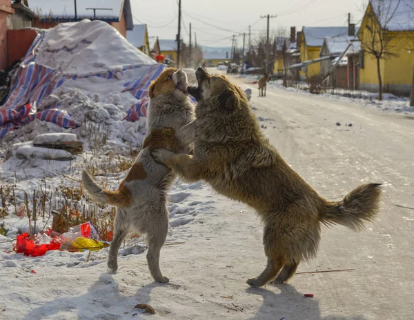 Pies gra na zimowych drogach — Zdjęcie stockowe