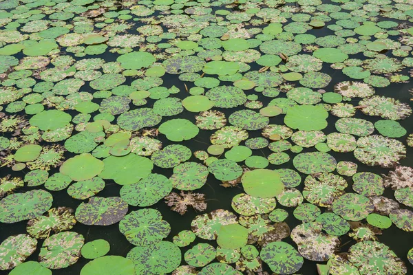 晴れた日に池の蓮の葉 — ストック写真