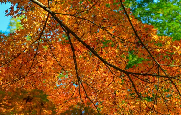 Jardín de otoño en Tokio, Japón — Foto de Stock