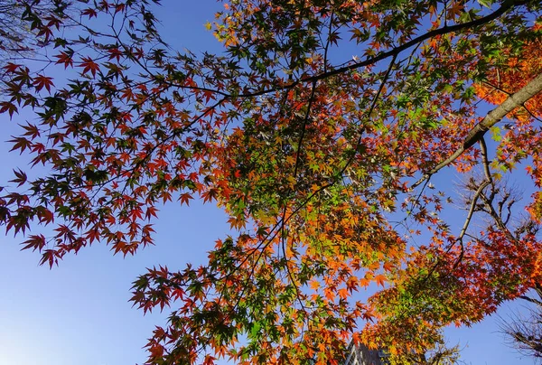 Jardín de otoño en Tokio, Japón —  Fotos de Stock