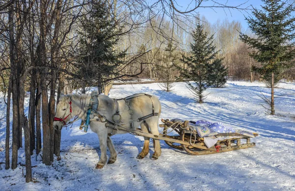 Carro de caballos corriendo por el camino de nieve — Foto de Stock