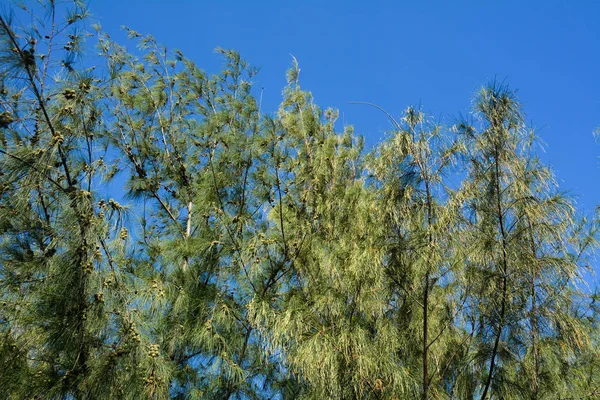 Casuarina árvores sobre fundo céu azul — Fotografia de Stock