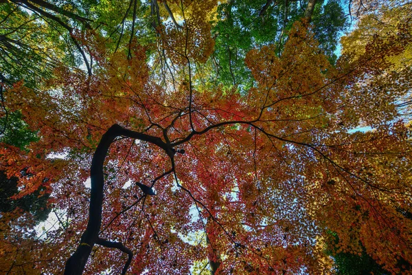 東京都の秋の庭 — ストック写真