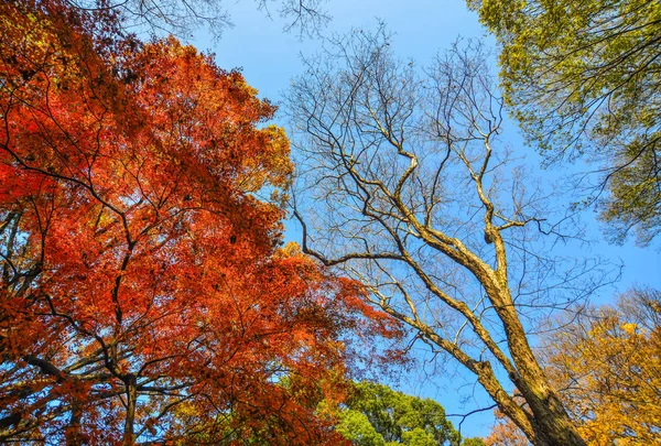 Herbstgarten in tokyo, japan — Stockfoto